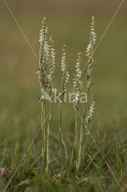 Herfstschroeforchis (Spiranthes spiralis)