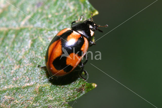 Hiërogliefenlieveheersbeestje (Coccinella hieroglyphica)