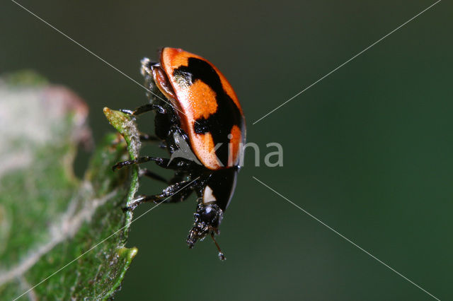 Hieroglyphic ladybird (Coccinella hieroglyphica)