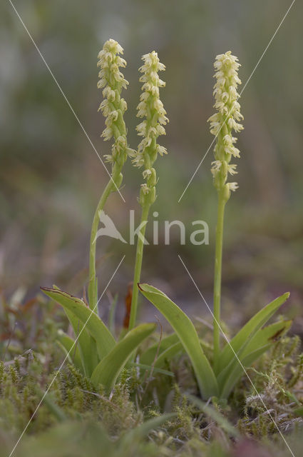 Musk Orchid (Herminium monorchis)