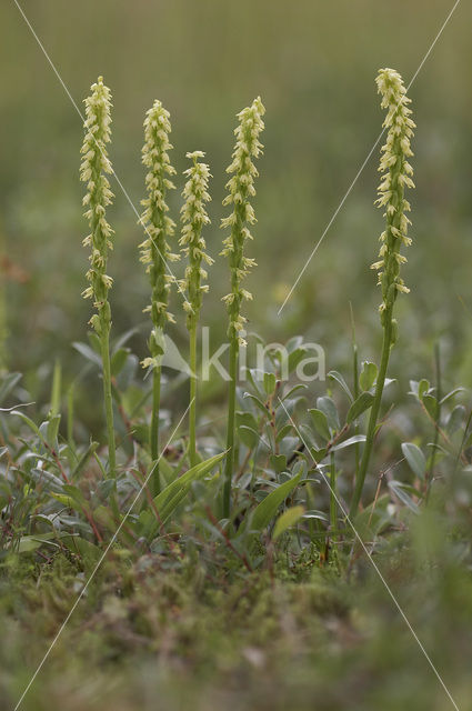 Honingorchis (Herminium monorchis)