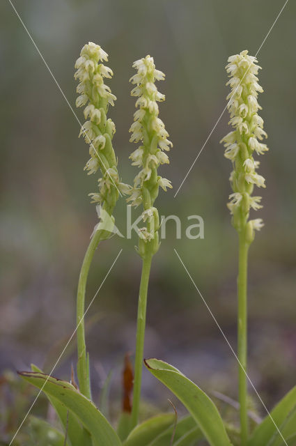 Musk Orchid (Herminium monorchis)