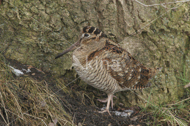 Eurasian Woodcock (Scolopax rusticola)