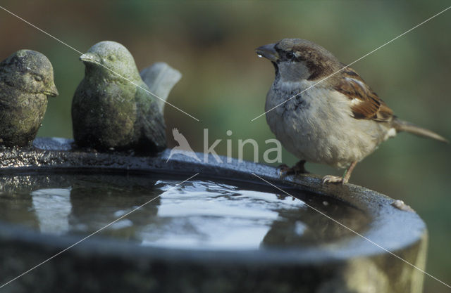 House Sparrow (Passer domesticus)