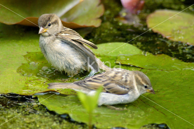 House Sparrow (Passer domesticus)