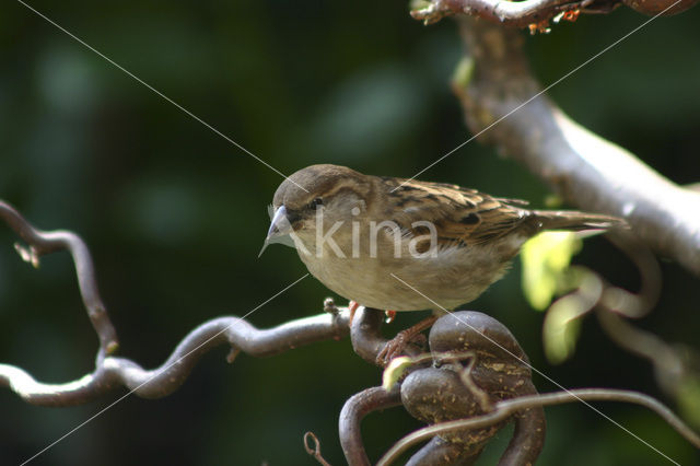 Huismus (Passer domesticus)