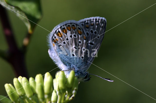 Common Blue (Polyommatus icarus)