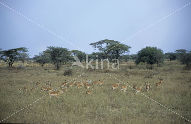 Impala (Aepyceros melampus)