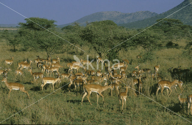 Impala