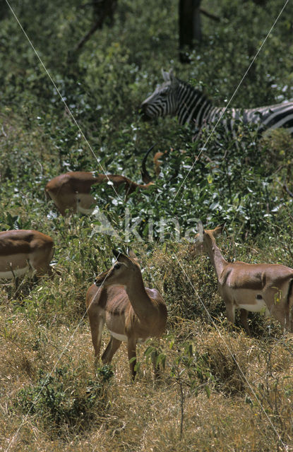 Impala (Aepyceros melampus)