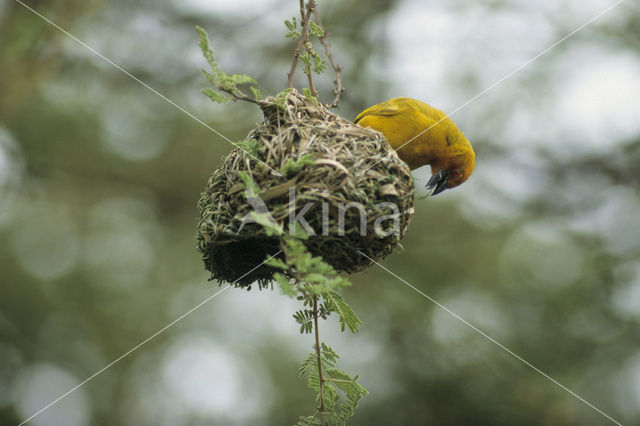 Golden-backed Weaver (Ploceus jacksoni)