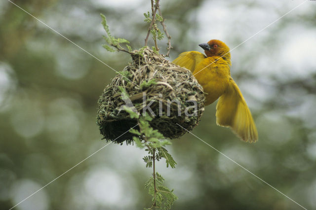 Golden-backed Weaver (Ploceus jacksoni)