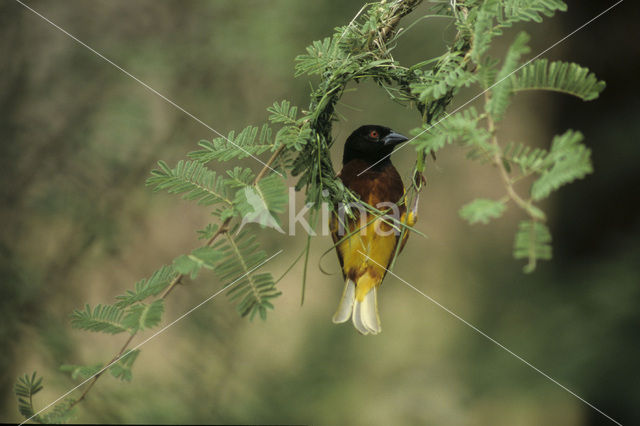 Golden-backed Weaver (Ploceus jacksoni)