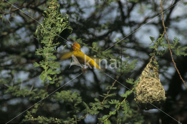 Golden-backed Weaver (Ploceus jacksoni)
