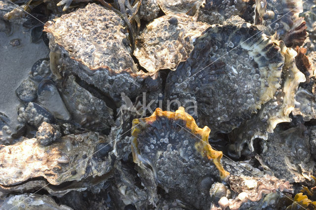 Japanse oester (Crassostrea gigas)