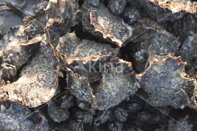 Japanese Oyster (Crassostrea gigas)