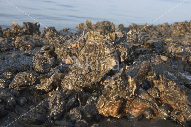 Japanse oester (Crassostrea gigas)