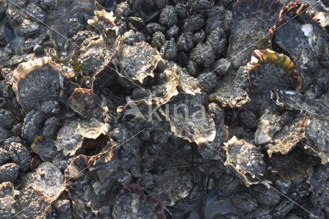 Japanse oester (Crassostrea gigas)