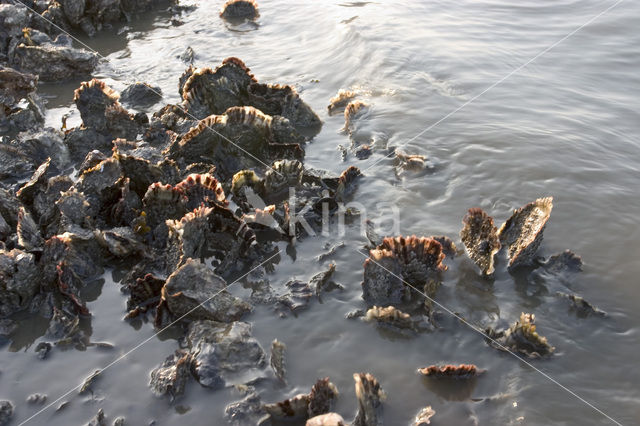 Japanse oester (Crassostrea gigas)