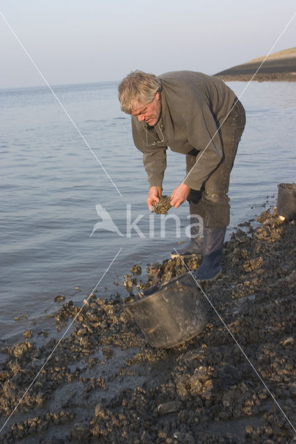 Japanse oester (Crassostrea gigas)