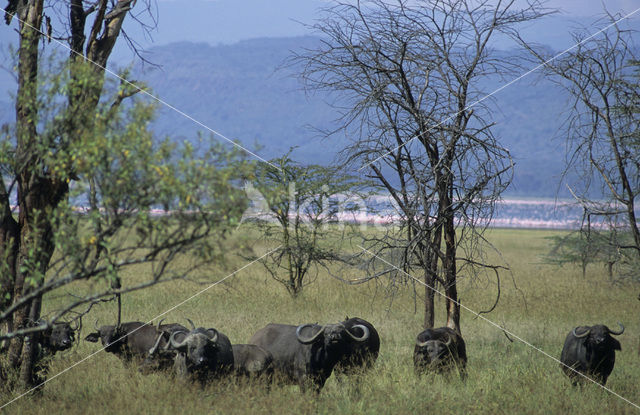 Kaapse buffel (Syncerus caffer)