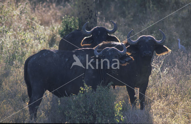 Kaapse buffel (Syncerus caffer)