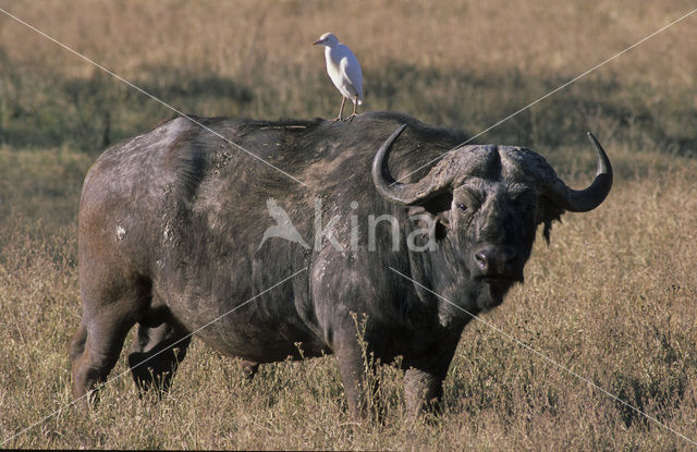 Kaapse buffel (Syncerus caffer)