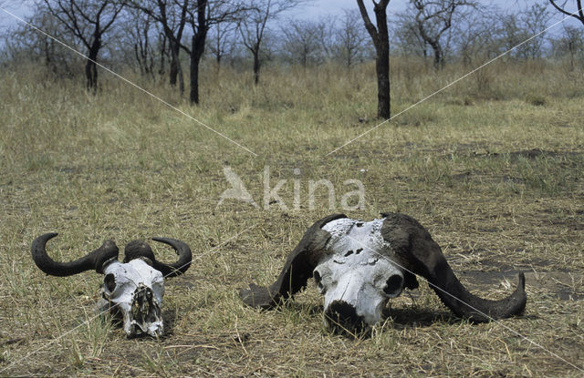 Kaapse buffel (Syncerus caffer)