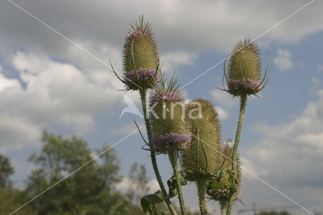 Kaardebol (Dipsacus spec.)