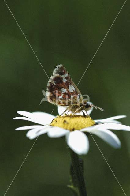 Red Underwing Skipper (Spialia sertorius)