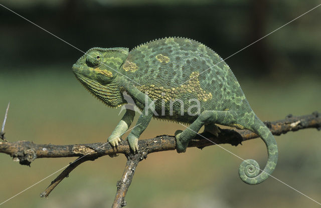 Chameleon (Chamaeleo)