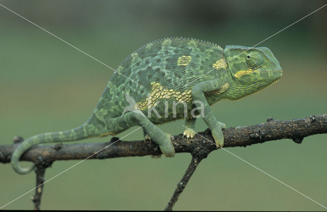 Chameleon (Chamaeleo)