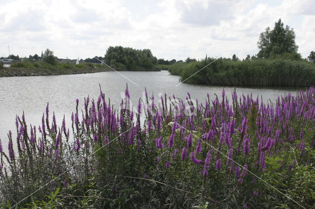 Kattenstaart (Lythrum spec.)