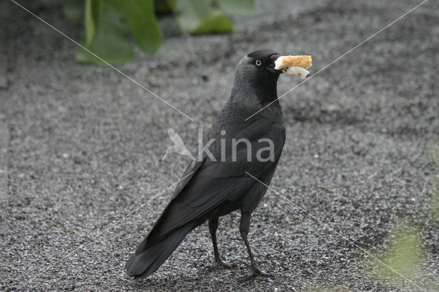 Eurasian Jackdaw (Corvus monedula)