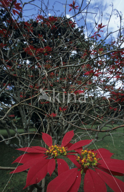 Kerstster (Euphorbia pulcherrima)