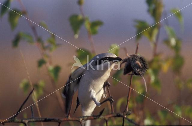 Great Grey Shrike (Lanius excubitor)