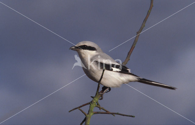 Klapekster (Lanius excubitor)