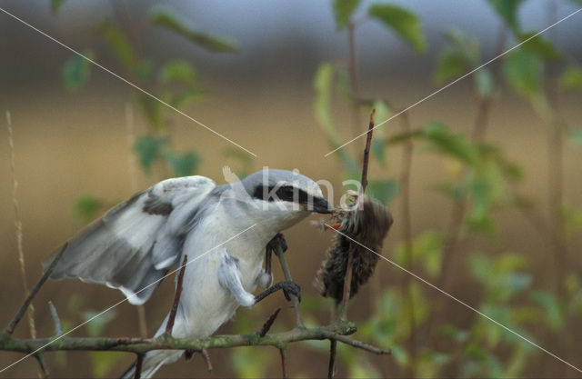 Great Grey Shrike (Lanius excubitor)