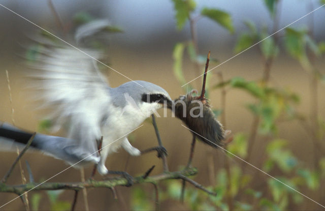 Great Grey Shrike (Lanius excubitor)