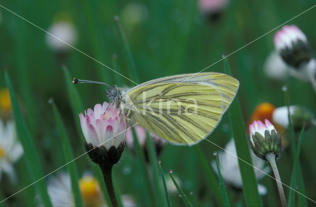 Green-veined White (Pieris napi)