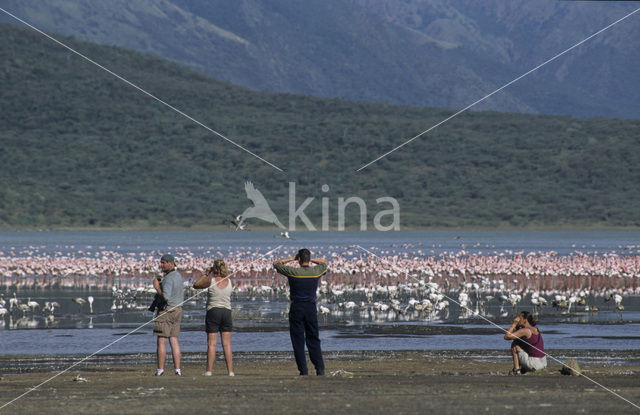 Kleine Flamingo (Phoeniconaias minor)