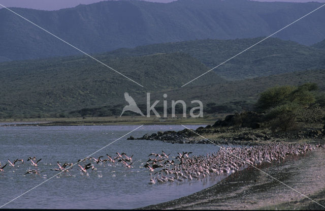 Lesser Flamingo (Phoeniconaias minor)