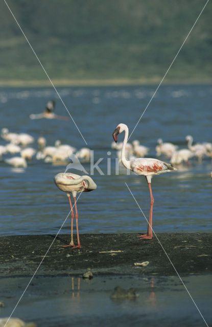 Kleine Flamingo (Phoeniconaias minor)