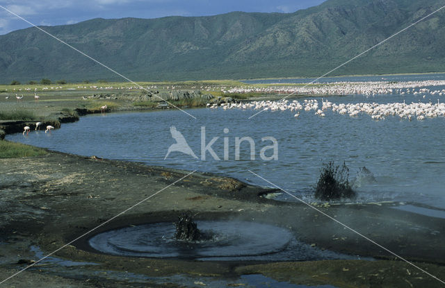 Lesser Flamingo (Phoeniconaias minor)