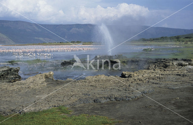 Lesser Flamingo (Phoeniconaias minor)