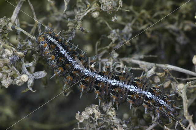 Kleine parelmoervlinder (Issoria lathonia)