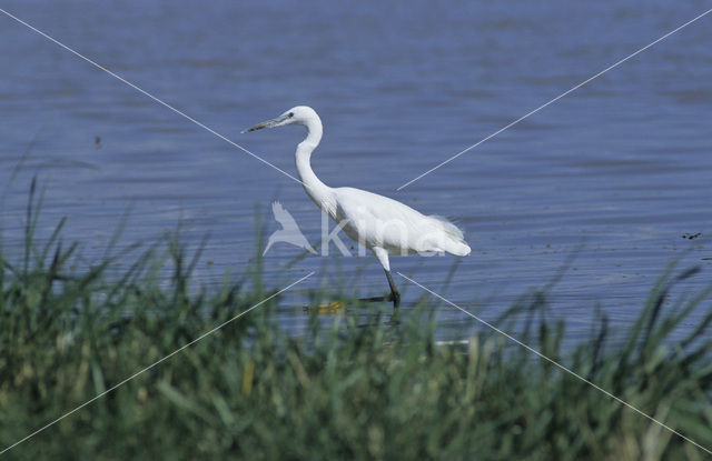 Little Egret (Egretta garzetta)