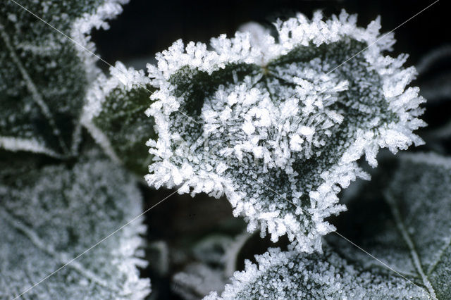 Common ivy (Hedera helix)