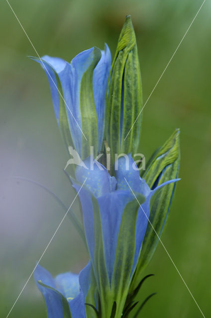 Marsh Gentian (Gentiana pneumonanthe)