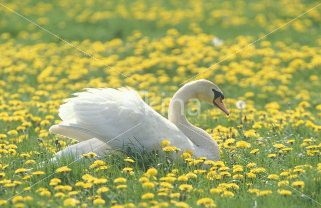 Mute Swan (Cygnus olor)